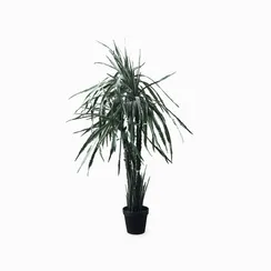 Гилоцереус высота 160