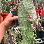 Хойя CLEMENSORIUM JUNGLE