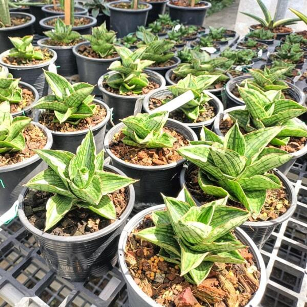 Сансевиерия LIZA