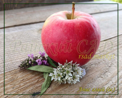 Яблоня Анис алый (Анис бархатный, Анис сафьянный, Анис красный)