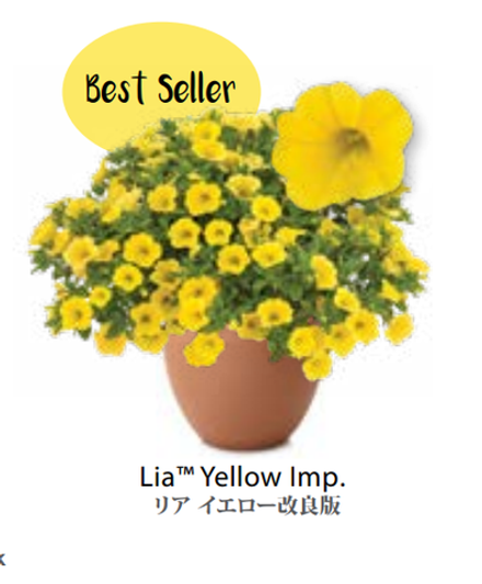 ЕВРО Calibrachoa Lia Yellow укорененный черенок середина декабря 25