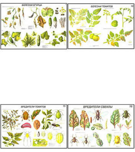 Плакаты ПРОФТЕХ "Вредители и болезни овощных культур" (17 пл, винил, 70х100)