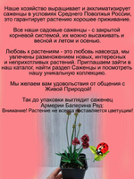 Армерия приморская Балерина Рэд красная