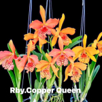 Орхидея ринхобрассолея RBY. COPPER QUEEN