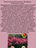 Гортензия Бонфаер метельчатая красная