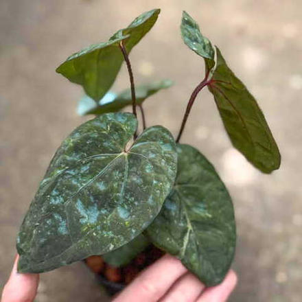 Антуриум PAPILLILAMINUM x RED DARK PHOENIX mut var