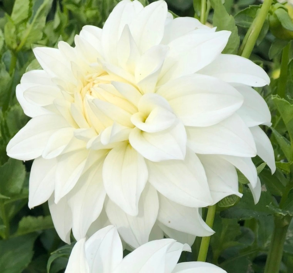 Георгин Леди Либерти (Ledy Liberty)