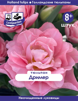 Тюльпан Луковица, Дример, 8+ шт