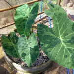 Колоказия KING FOREST