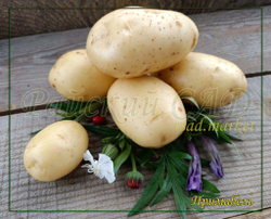 Семенной Картофель Примабель