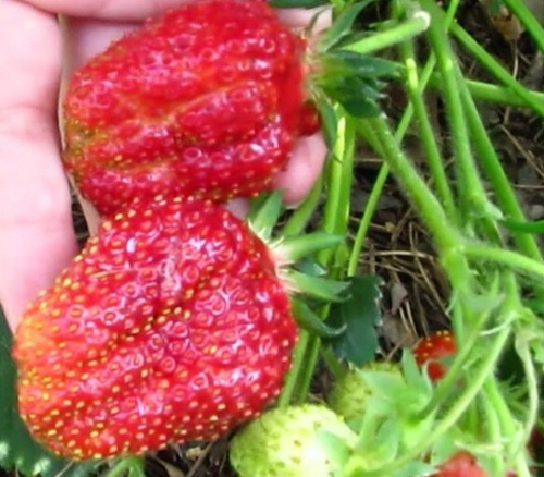 Кокинская отборная земклуника