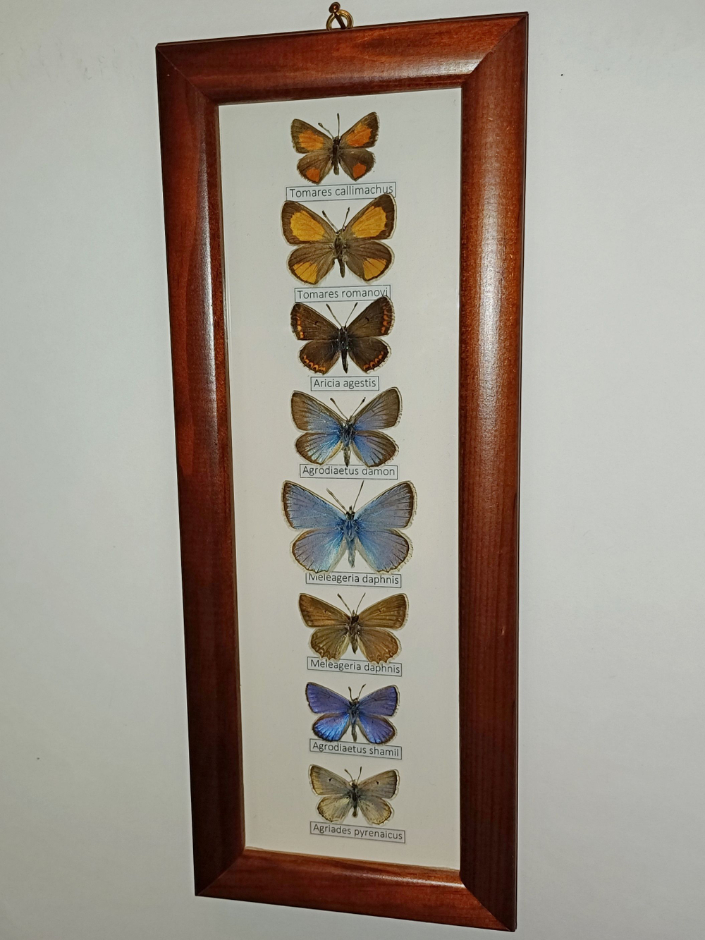 Коллекция кавказских голубянок