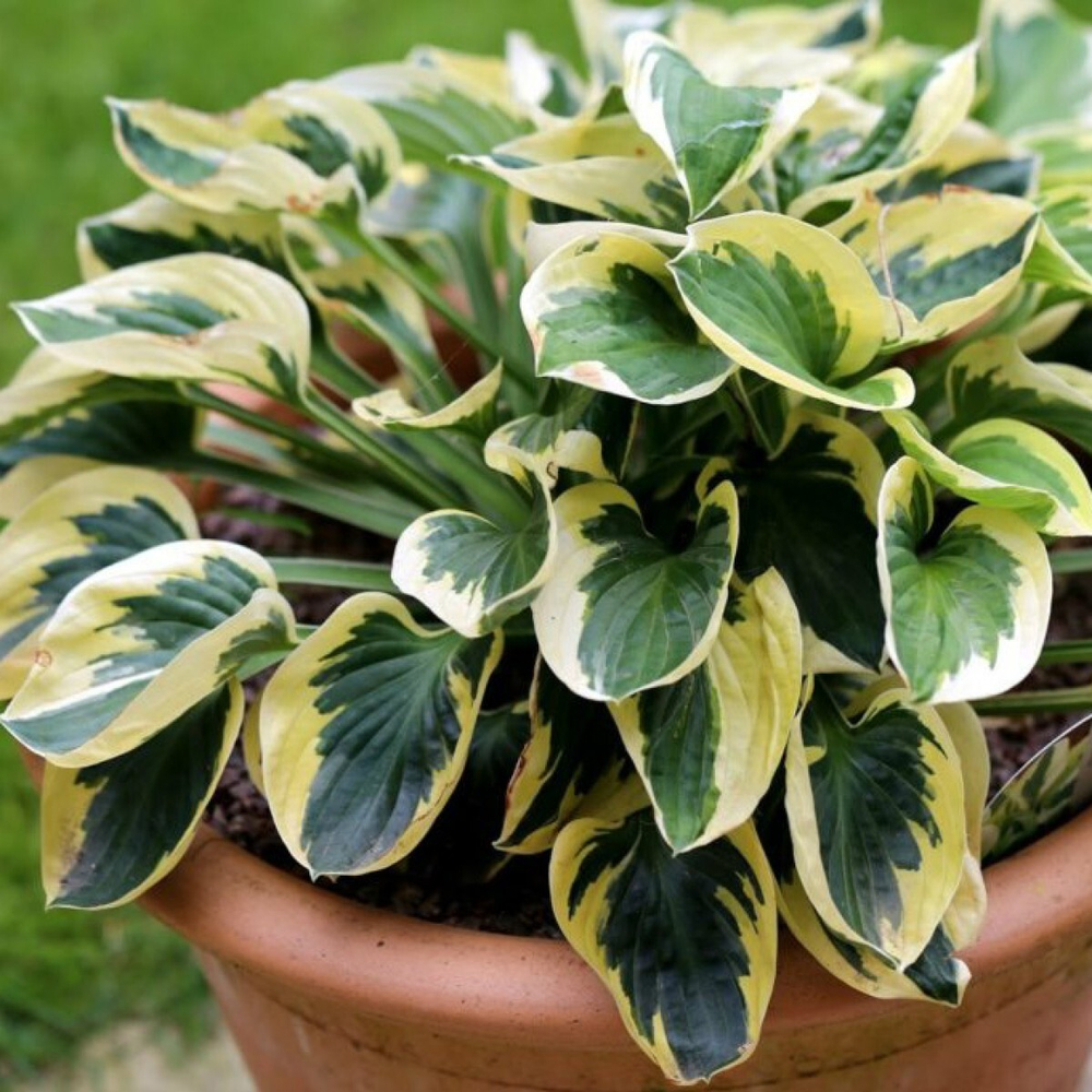 Хоста "Brim Cup"