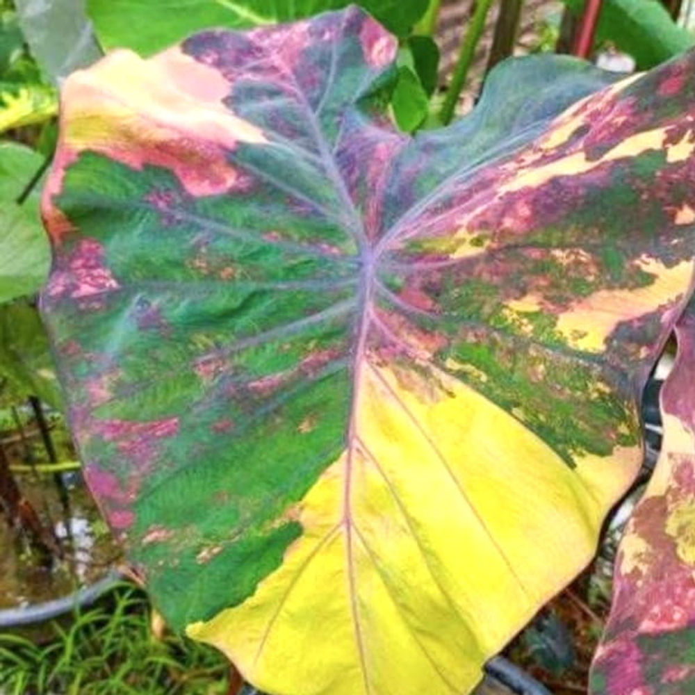 Колоказия ARMAGEDDON N3