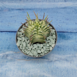 Euphorbia meloformis f. Variegated (Эуфорбия вариегатная)