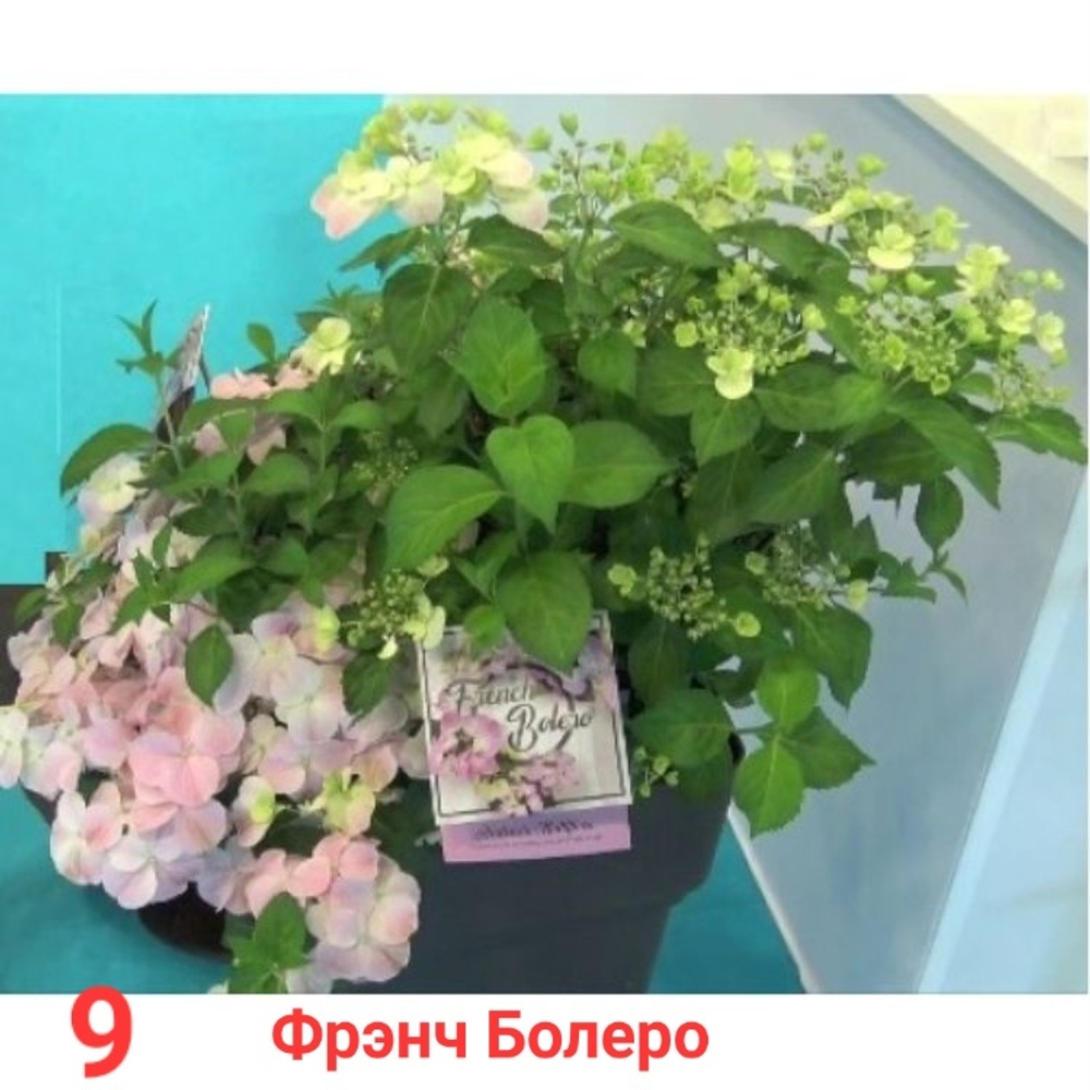 French Bolero/ Френч Болеро ( Стандарт поставки Р9)2025г.