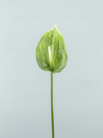 Антуриум Биг