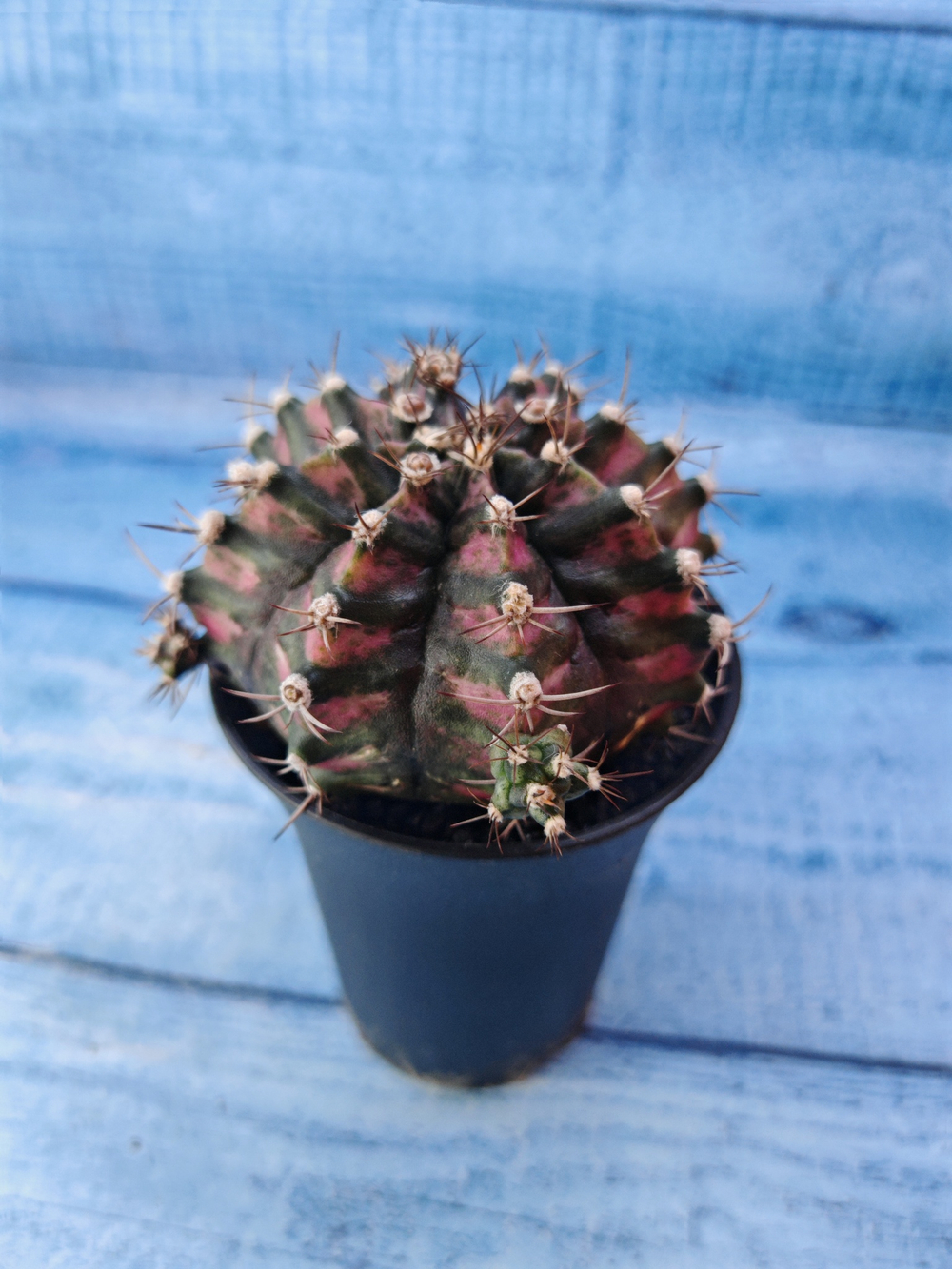 Gymnocalycium T-Rex Pink hybride (Гимнокалициум T-rex)