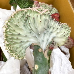 Эуфорбия лактеа кристата GRAY