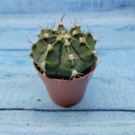 Gymnocalycium Friedrichii (Гимнокалициум)