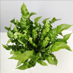 Асплениум Криспи Вейв