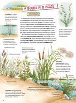 Животные и растения рек, озёр и морей. BIObook А. Толмачёва