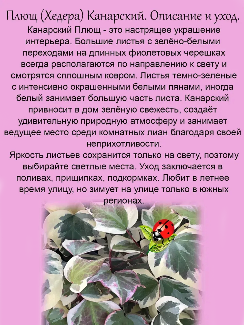 Хедера Канарский плющ