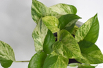 Эпипремнум Марбл Квин / Epipremnum Marble Queen