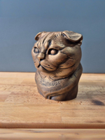 Шотландская вислоухая кошка