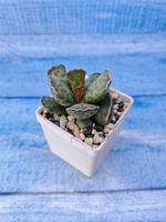 Adromischus Cooperi (Адромискус)