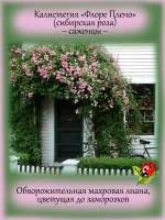 Калистегия Флора Плено сибирская роза