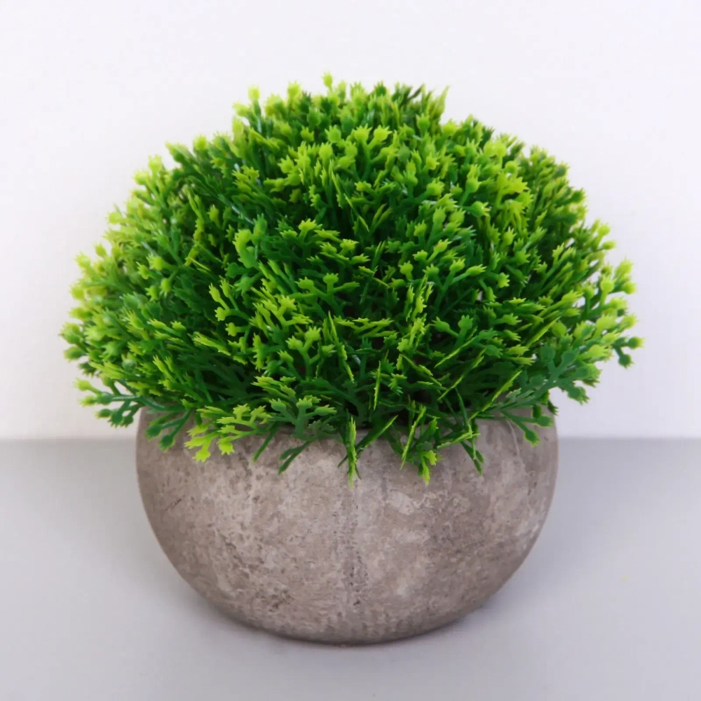 Цветочная композиция «Green garden» 10*12см в горшке, туя