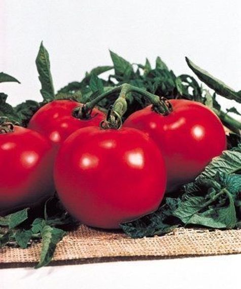 ПРЕЗИДЕНТ F1 семена томата полудетерминантного (Seminis) цена