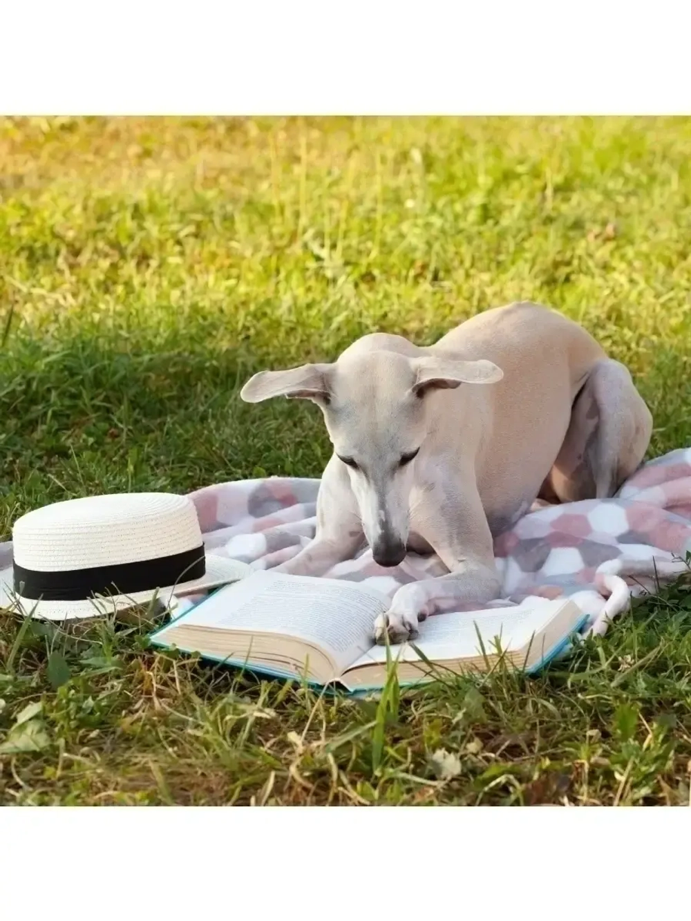 Плед для животных