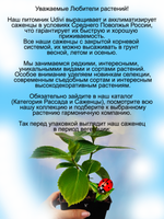 Гортензия Огненно красная Хот ред крупнолистная