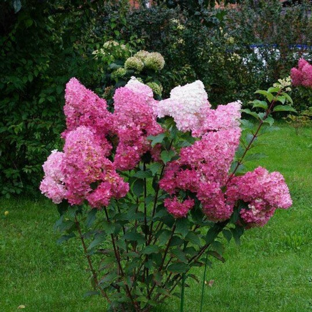 Гортензия метельчатая Ванилла Фрейз С5 40-60