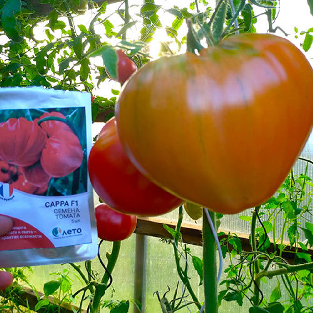 томата Сарра F1