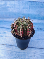 Gymnocalycium T-Rex Pink hybride (Гимнокалициум T-rex)
