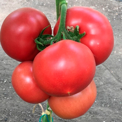 ПИНК АЙДИ F1 семена томата (Seminis | Alexagro)