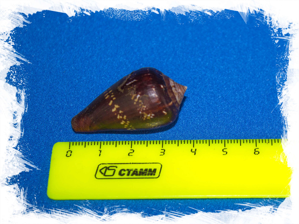 Морская ракушка Conus ventricosus