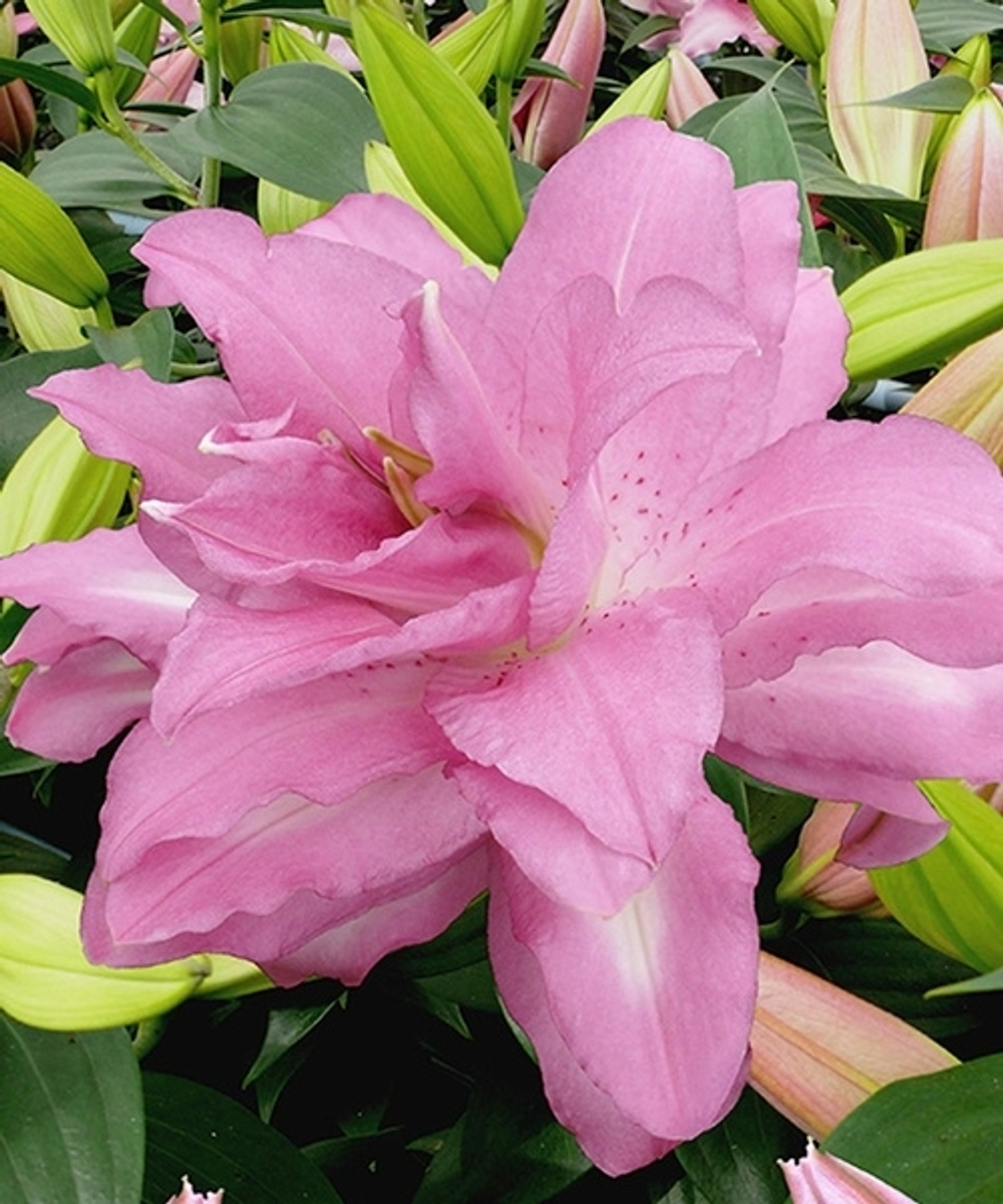 Лилия lotus Dream (Лотосовый гибрид)