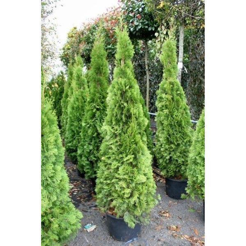 Туя западная Smaragd