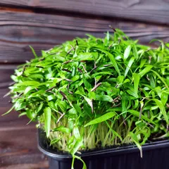 Дикая петрушка (кервель) на корне (лоток) / 30 гр сбоку Дикая петрушка (кервель) на корне (лоток) / 30 гр сбоку