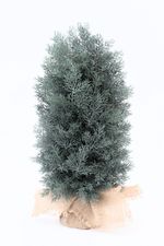 голубая туя искусственная