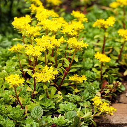 Седум (Sedum) selskianum Сельского