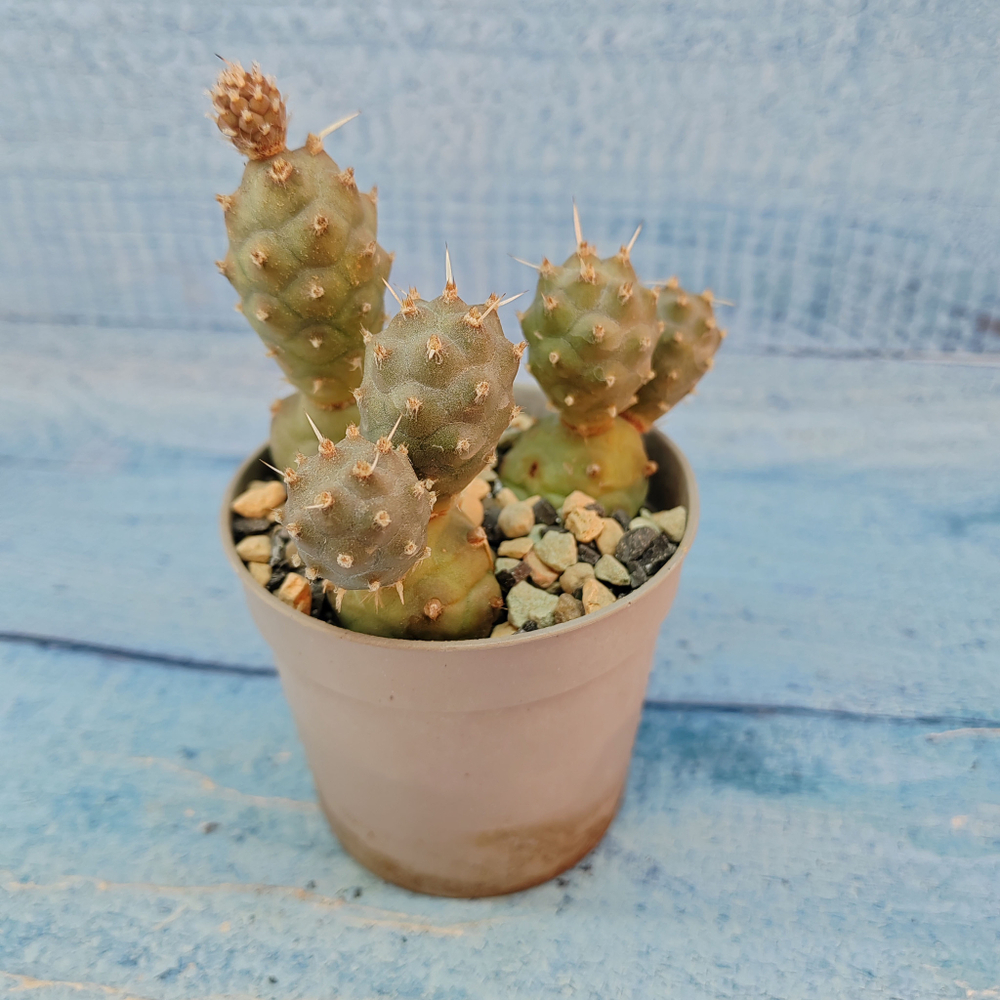 Tephrocactus Articulatus (Тефрокактус)