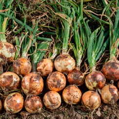 Барусо F1 семена лука репчатого (Syngenta / Сингента)