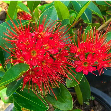 Ксантостемон красный – Xanthostemon red