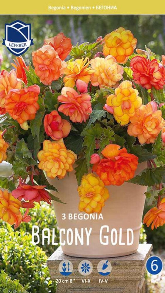 Бегония &quot;Balcony Gold&quot;, Нидерланды.