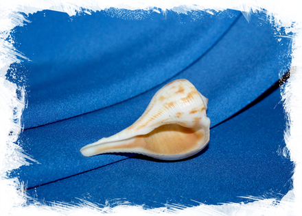 Бусикон спиратум (Busycon spiratum), 6см, 1шт.